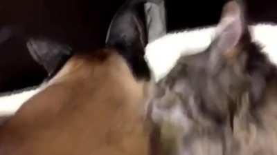 I feel like there’s not enough love for Justin, so here’s a vid of Justin and Floppa bonding.