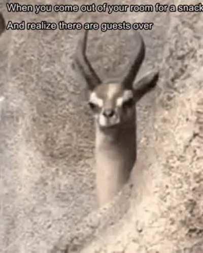 Finally its gif Saturday