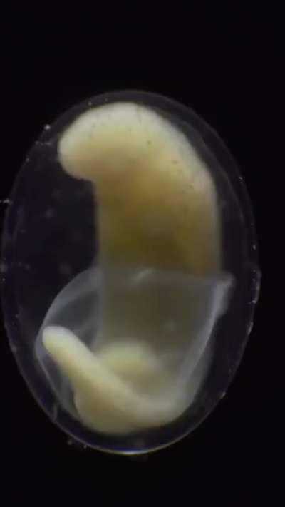 Обыкновенное чудо, ничего необычного листаем дальше:)