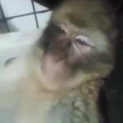 Woods antes das lives