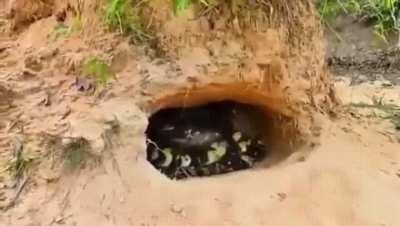 Calm down guys, it's just ur dad