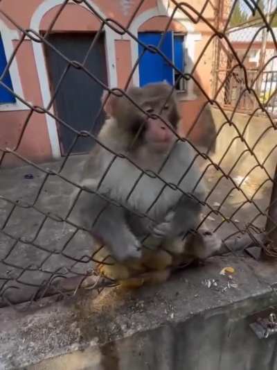 O primata mais numeroso do mundo depois do homem 🌎