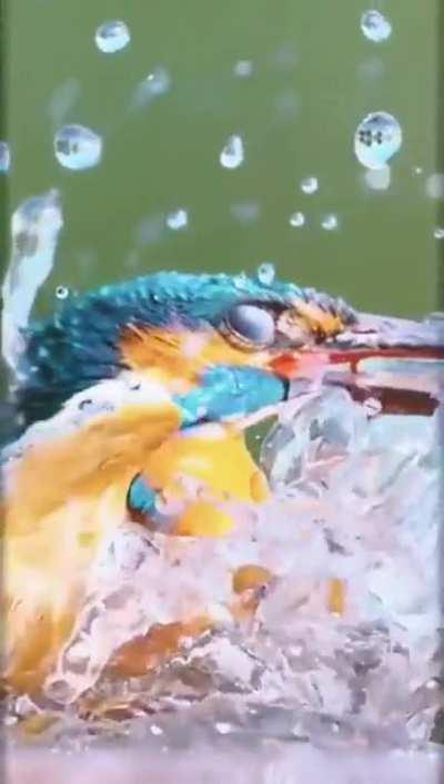 Завораживающие кадры охоты зимородка