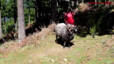 Ram in the woods annihilates a boxing bag --- (wait for it)