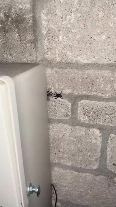 Nothing to see here, just a spider trying to f*ck
