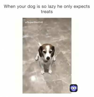 to play with the dog