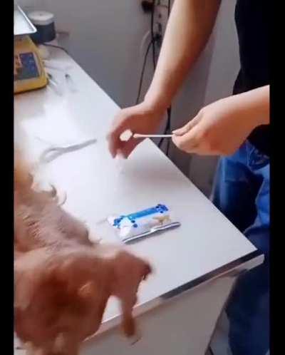 This man helped out a stray dog in a very poor condition