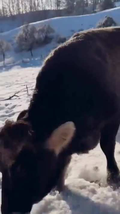 Playful cows in the snow