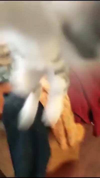 Smol criminal wanted for assault!