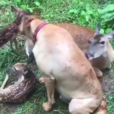 Doggo enjoying the company of fawns