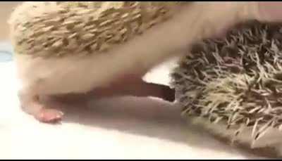 erkek kirpiler cinsel ilişki sırasında çok büyük acılar çekerler ama türünün devamı için bunu yapmak zorundadırlarmış