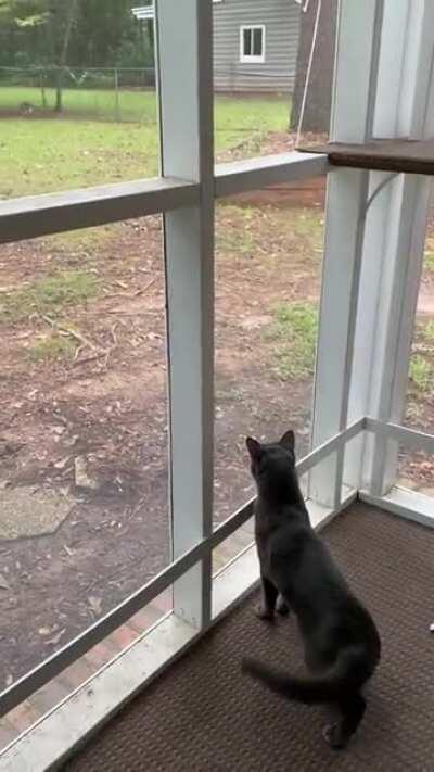 This is my cat Blueberry. He doesn’t like when other cats come in our yard.