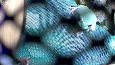 my frog has become self-aware about the cameras in the enclosure