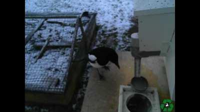 We have developed a bird feeder where birds can exchange litter for food