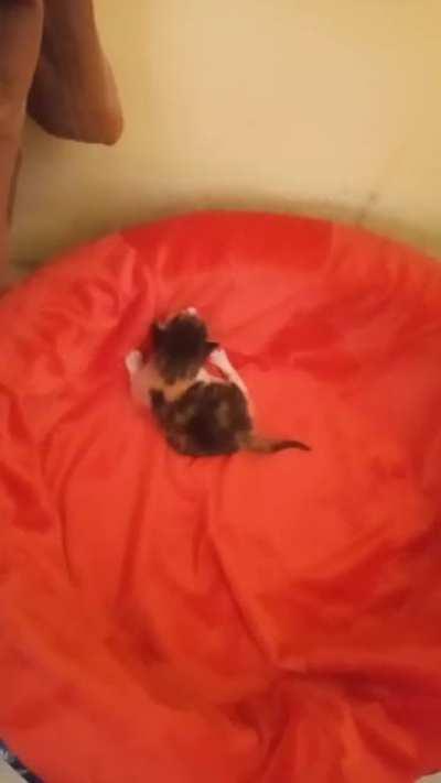 Emilia Ravenna (o Mina Cosetti) casi tiene una semana y está aprendiendo a caminar 😻