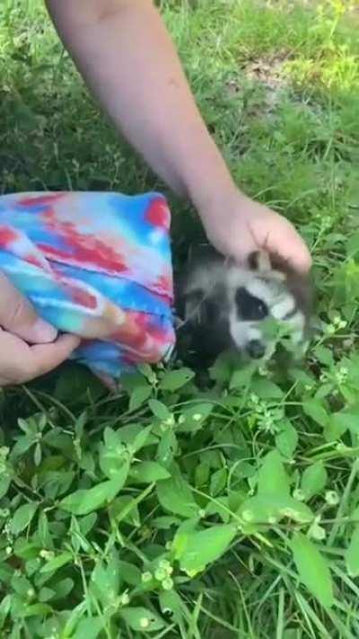 Nice lady rescuing baby raccoon + hear raccoon purr
