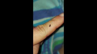 I decided it was time I finally made my love letter to this amazing insect. Music by me. Made specifically to sound like one of these things.