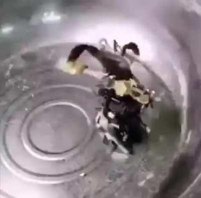 crab, the notorious monster hunter ( from r/discord vids) ( sorry if it's a repost)