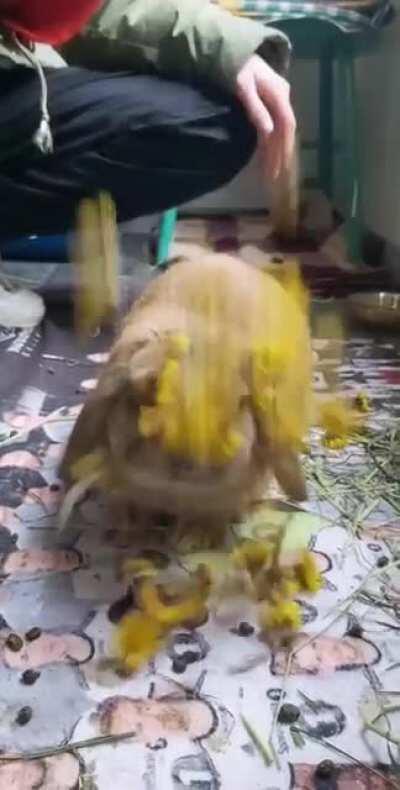 Found some of Albus' favorite food 🌼