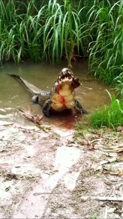 Alligator's bite force is approximately 3000 psi, which is enough to break thru a turtle's shell