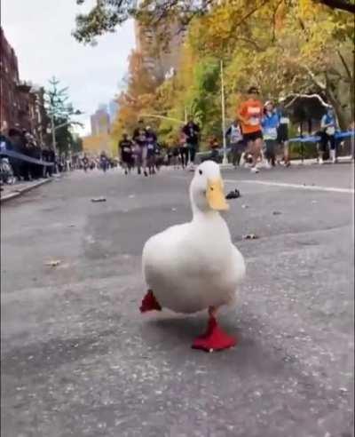 This duck ran the New York Marathon. And look at them shoes!