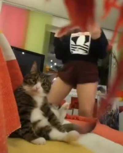 Look at cat's expression