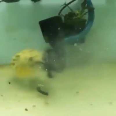 This puffer fish eats everything