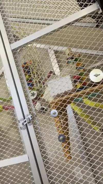 Lenny is talking sh*t about me because I put him in the aviary