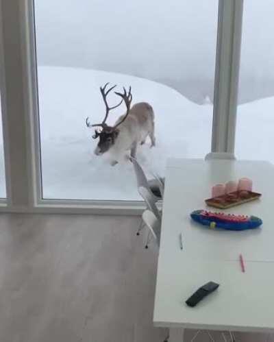 🔥 Rudolph the Raindeer