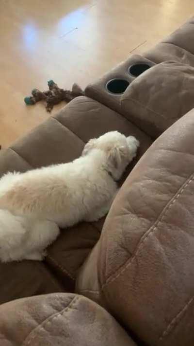 Пёсе неловко что его застали за разговором с мячиком. Прямо как мне за беседы с открытым холодильником :3