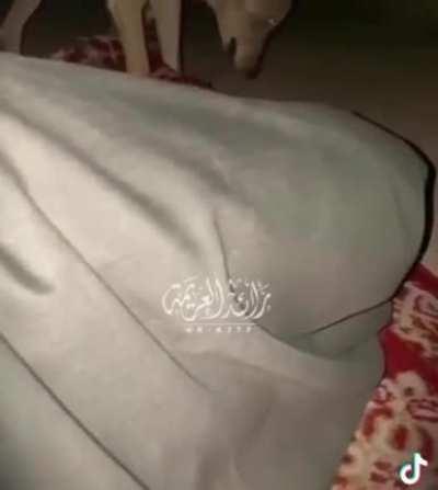 Man sleeping in the desert awoken by a pack of Arabian Wolves