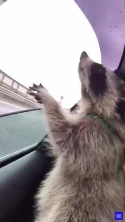 wait wait.. i wanna take this things.