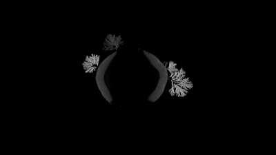 Crystals are beautiful, but more beautiful are the processes of forming crystals. This film recorded the crystallization processes of 5 salts. We first added droplets of saturated salt solutions on glass slides. The evaporation of water initiated the crys