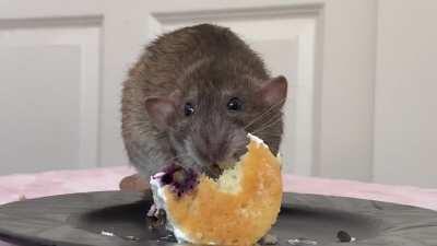 Her ears always wiggle when she eats something sweet. 🥺😭😍