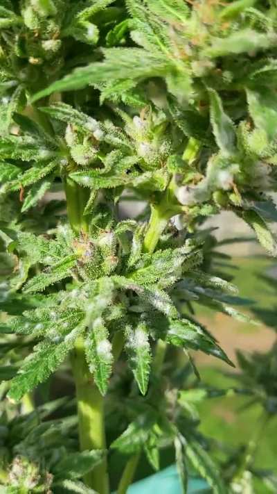 Weekend Outdoor update from Abingdon