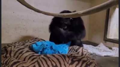 A baby chimp was born at The Sedgwick County Zoo, the baby had trouble getting oxygen so had to be kept at the vet. This is a clip of mom reuniting with her baby after almost 2 days apart.