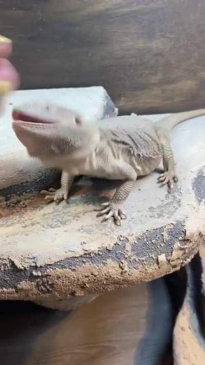 Princess Tiabeanie says “NO PET!! Only snack” 🤦‍♀️😂