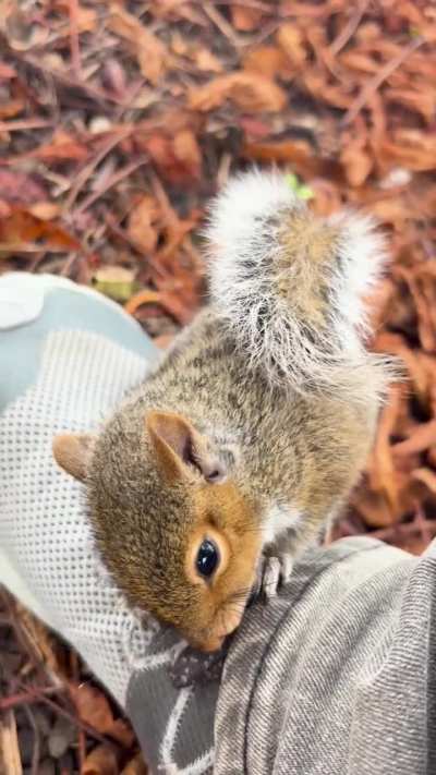 A baby squirrel came and made friends with me