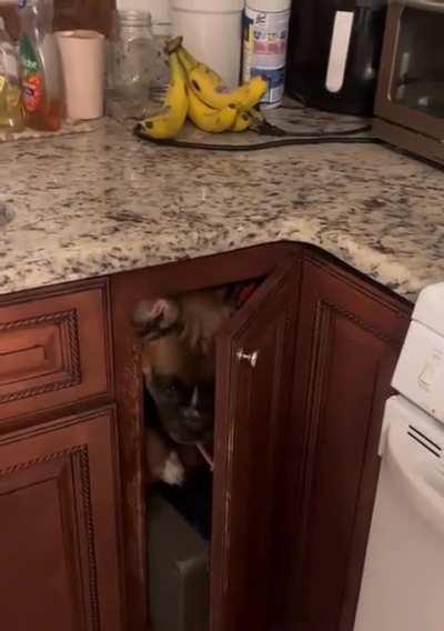 How the heck did he get in there