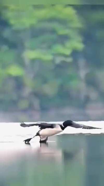 🔥 Loon coming in for an incredibly smooth landing 