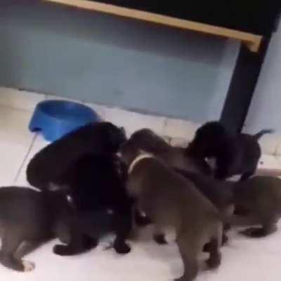 The cats fine....probably