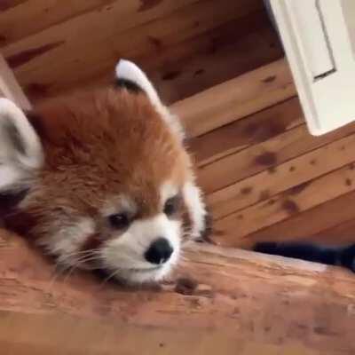 Awww red panda