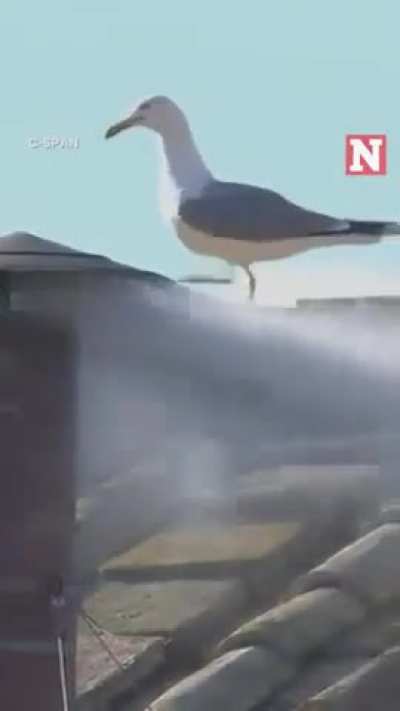 New Pope elected, white smoke from Sistine chapel in Vatican