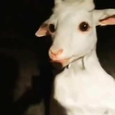 Stephen Hawking lookin' ass Goat