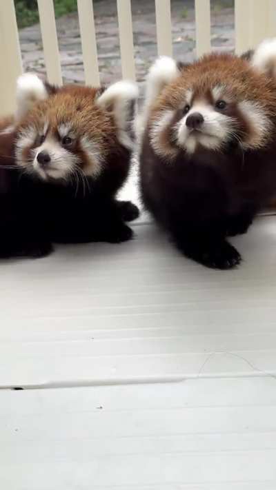 Baby red pandas doing baby things