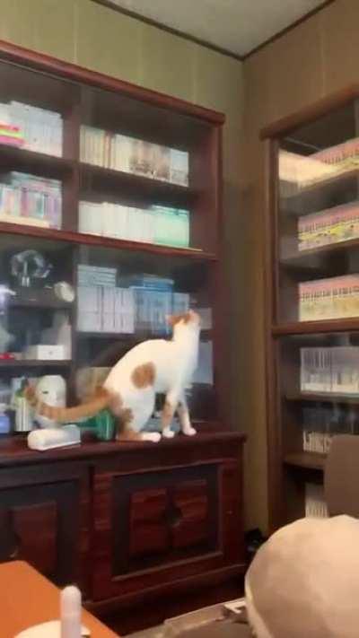 The cat has a very clear logic. I'm shocked