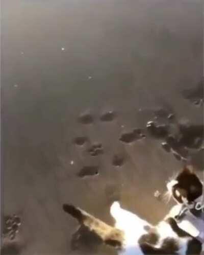 Following your human