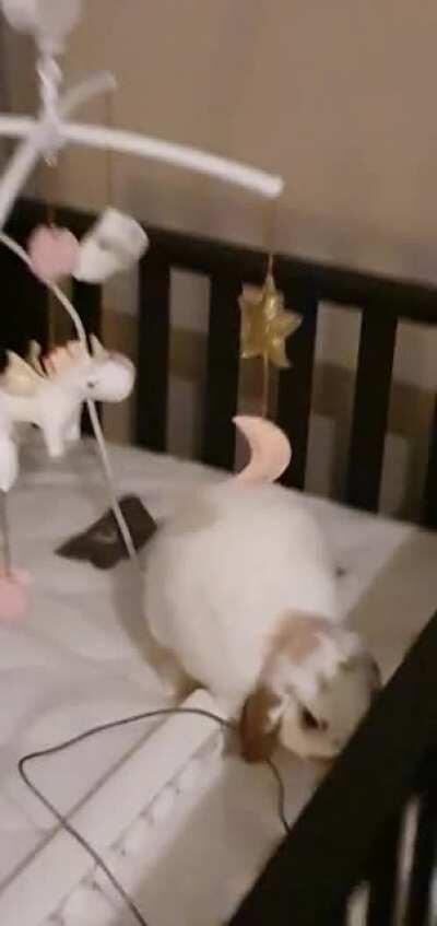 Bought a crib mobile for our soon te be born daughter, someone else is very interested