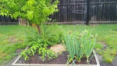 30 seconds of rain on one of my garden beds with oregano, rosemary, onions, and peppers