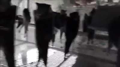 Bats filmed upside-down with some music added in background.